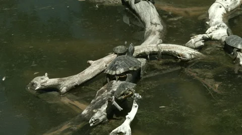 Red ear sliders on a log Stock Footage 41952302