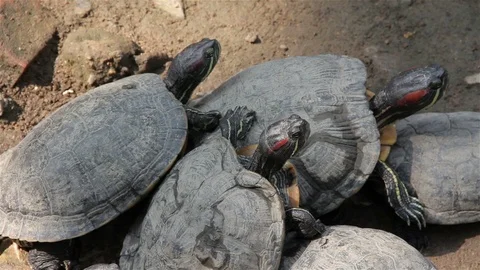 The Red-Ear Tortoise (Trachemys Scripta) Sits Quietly In The Pond. Stock Footage 96301073