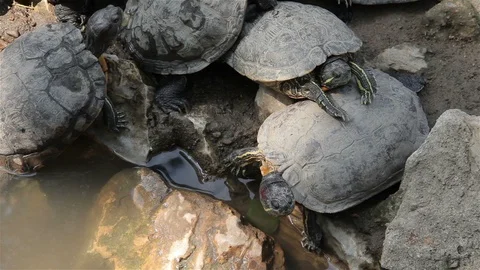 The Red-Ear Tortoise (Trachemys Scripta) Sits Quietly In The Pond. Stock Footage 96301178