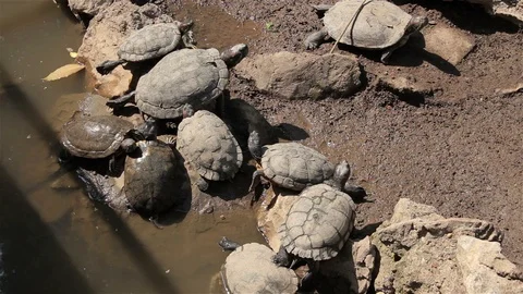 The Red-Ear Tortoise (Trachemys Scripta) Sits Quietly In The Pond. Stock Footage 96301984