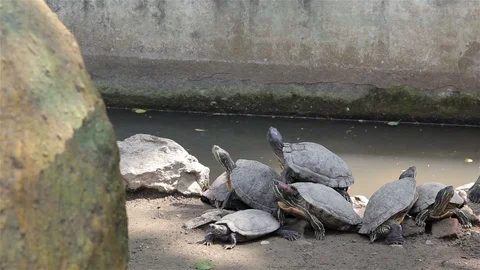 The Red-Ear Tortoise (Trachemys Scripta) Sits Quietly In The Pond. Stock Footage 96302173