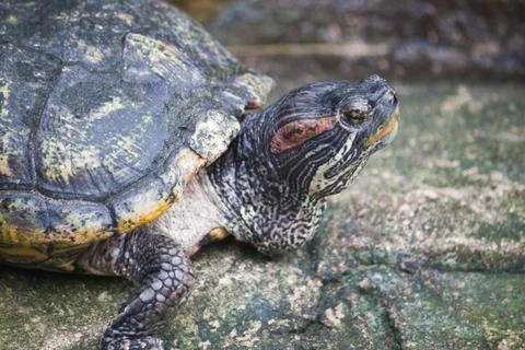 Red ear turtle Stock Photos