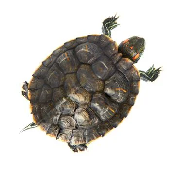 Red ear turtle Stock Photos