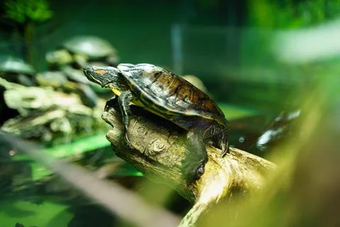 Red ear turtle sitting on snag in aquarium. Bright green background, selective Stock-Fotos