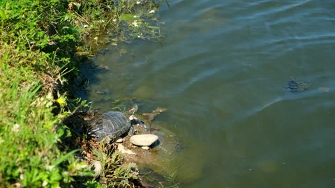 Red - eared big turtle basking at sun on stones near pond in park. Stock Footage 256139765