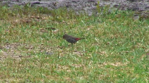 Red-eared Firetail walk on grass feeding on seeds Video stock 56954087