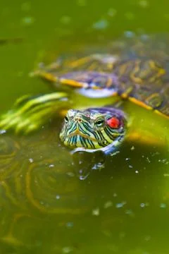 Red eared mexican turtle Stock Photos