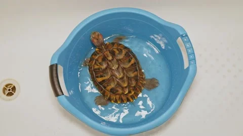 Red-eared pet turtle is trying to escape from plastic basin top view Stock Footage 138598540