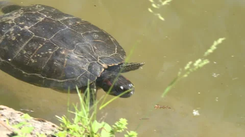 Red-eared pond slider floating Stock Footage 263053293