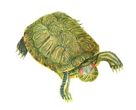 Red-eared pond slider turtle Stock Illustration