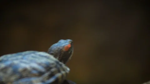 Red-eared slider alone Stock Footage 93780831