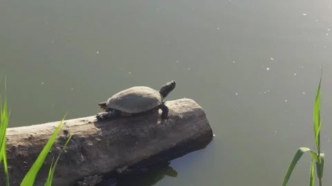 A red-eared slider is basking on a log in the middle of a body of water. A .. Stock Footage 309199280