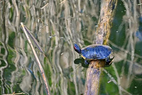 Red Eared Slider Basking on a Log. 스톡 사진