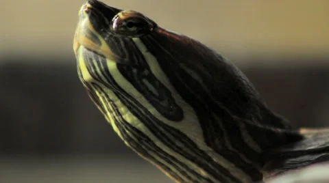 Red Eared Slider Basking In Sun Stock Footage 58226382