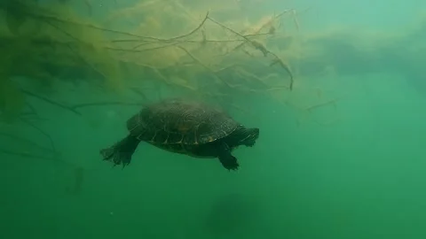 Red-Eared Slider Breathing at Surface Then Diving Stock Footage 305113661