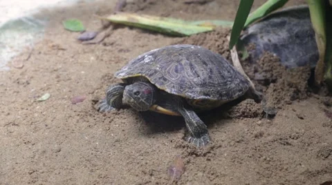 Red-eared slider buries something in the sand Stock-Footage 63174264
