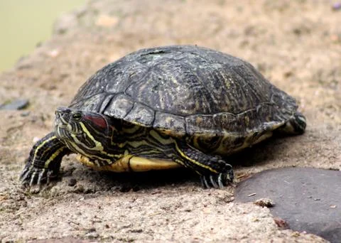 Red eared slider close-up Stock Photos