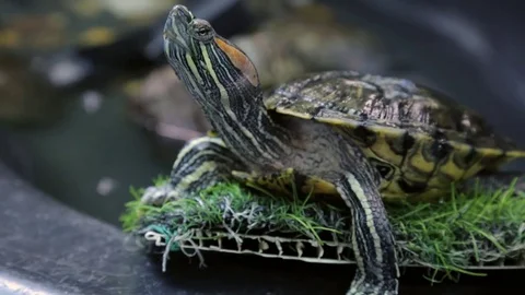 Red-eared slider in closeup Stock Footage 76364383