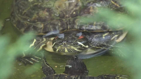 Red-eared slider, courtship, two tortoise under water Stock Footage 74368689