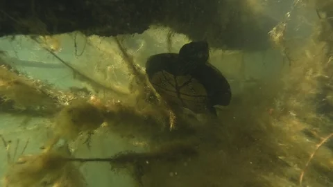 Red-eared slider hiding under branch at lake surface 库存影片 304466720