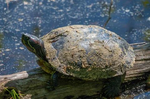 Red eared slider injured turtle with muddy shell log in a pond closeup Stock Photos