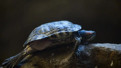 Red-eared slider is laying Stock Footage 93927014