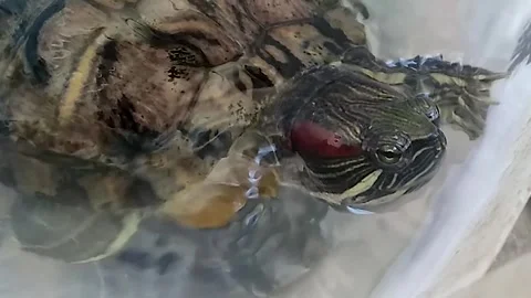 Red-eared slider or red-eared terrapin pond turtle, swimming in a slow motion. Stock Footage 296079421