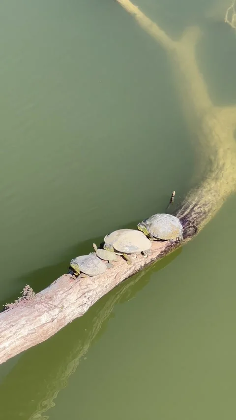 The red-eared slider or red-eared terrapin turtles sunbathing on a tree pond Stock Footage 337264419