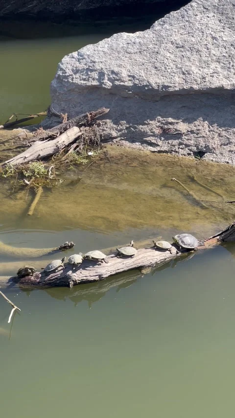 The red-eared slider or red-eared terrapin  turtles sunbathing on a tree pond Stock Footage 337264528
