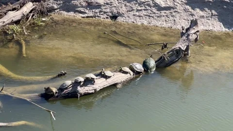 The red-eared slider or red-eared terrapin turtles sunbathing on a tree pond Stock Footage 337264530