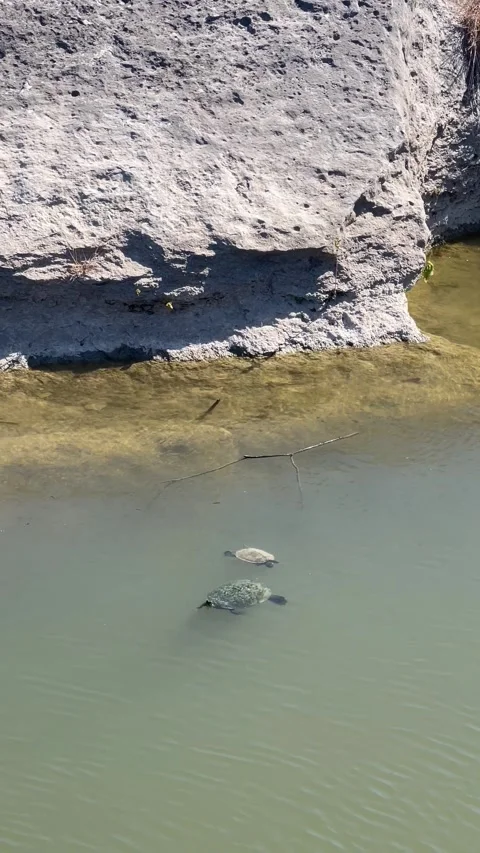 The red-eared slider or red-eared terrapin turtles Stock Footage 337264602