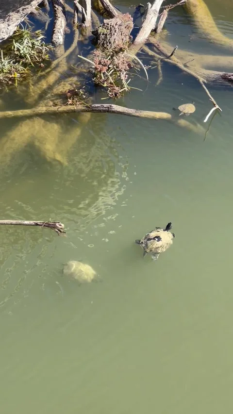 The red-eared slider or red-eared terrapin turtles swimming on a sunny day Stock Footage 337264604