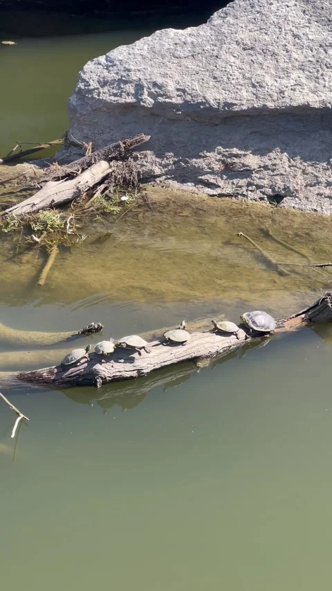 The red-eared slider or red-eared terrapin turtles sunbathing on a sunny day Stock Footage 337264635