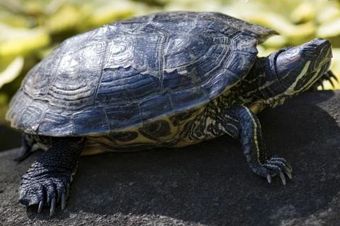 The Red-Eared Slider or Red-Eared Terrapin (Trachemys scripta elegans). Stock Photos