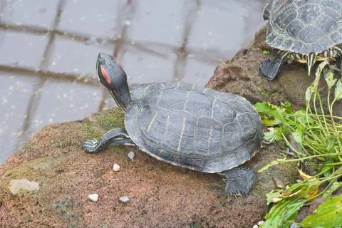 Red eared slider Stock Photos