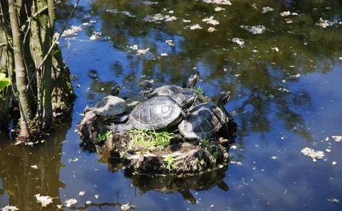Red-eared slider Stock Photos
