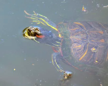 Red eared slider Stock Photos