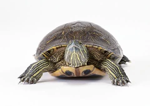 Red-eared Slider Stock Photos