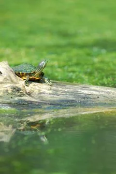 The Red-eared Slider 스톡 사진