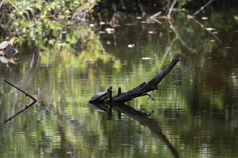 Red-Eared Slider Stock Photos