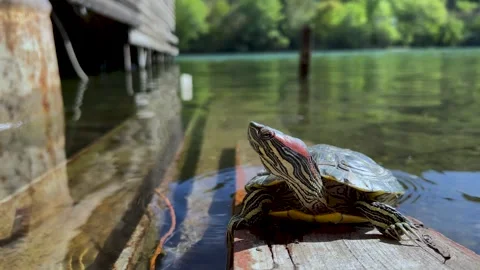 Red eared slider pond turtle blinks and turns head on shore of lake Stock Footage 308343376