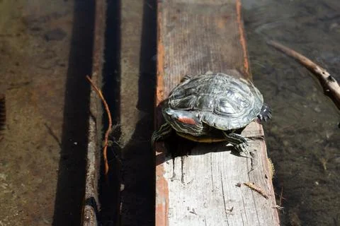 Red eared slider pond turtle blinks and turns head on wood Stock Photos