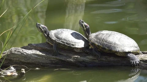 Red-eared slider on root, two turtles bathing in the sun Stock Footage 74363390