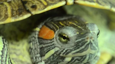 A Red eared slider sits on another Red eared slider. Stock Footage 157398103