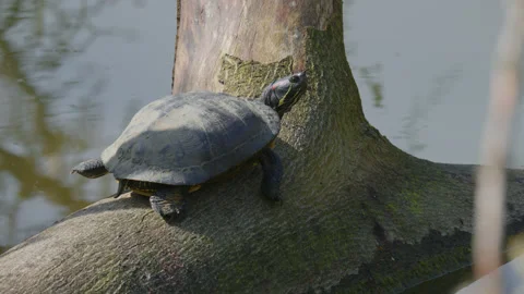 A red-eared slider / terrapin basking in the sun on a log - close up. 4K tripod Stock Footage 178573614