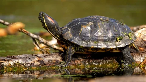 Red-eared slider terrapin (Trachemys scripta elegans) Stock Footage 101754127