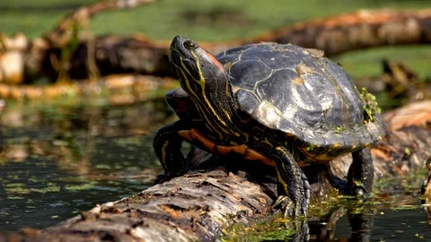 Red-eared slider terrapin (Trachemys scripta elegans) Stock-Footage 101754307