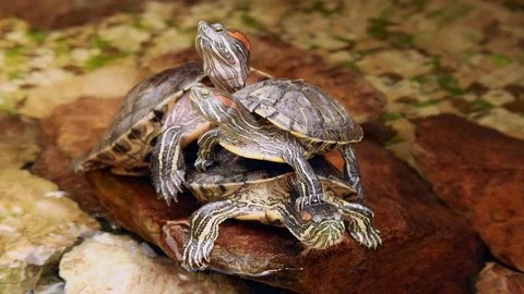 Red-eared slider. Three turtles crawled into each other in the water. Stock Footage 116882220