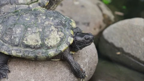 Red-eared slider tortoise basking in sun, rests gracefully upon rugged rock Stock Footage 265215780