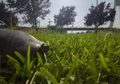 A red eared slider tortoise resting near Guadiana river shore Stock Photos